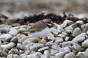 Plovers Prints: Common Ringed Plover on pebble beach. Isle of Jura Scotland