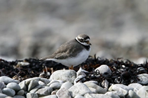Common Ringed Plover on pebble beach. Isle of Jura Scotland