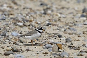 Plovers Prints: Common Ringed Plover - Suffolk Coast May