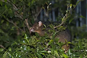 Marsupials Prints: Common Ringtail Possum (Pseudocheirus peregrinus) adult