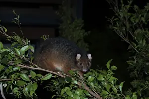 Common Ringtail Possum (Pseudocheirus peregrinus) adult, climbing on branch at night, Queensland, Australia