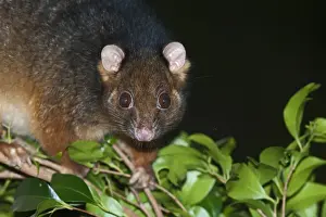 Common Ringtail Possum (Pseudocheirus peregrinus) adult, close-up of head, climbing on branch at night, Queensland, Australia