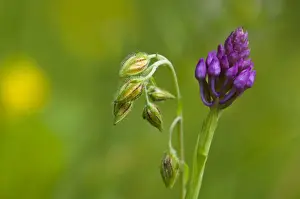 Buds Prints: Common Rockrose (Helianthemum nummularium) and Pyramidal Orchid (Anacamptis pyramidalis) flowerbuds
