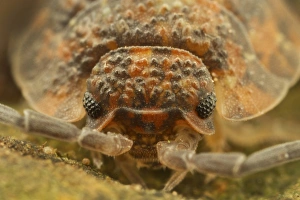 Crustaceans Prints: Common Rough Woodlouse (Oniscus asellus) adult