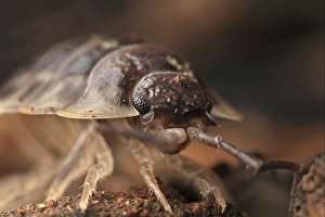 Isopoda Prints: Common Rough Woodlouse (Porcellio scaber) adult