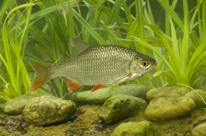 Rudd Prints: Common Rudd (Scardinius erythrophthalmus) adult, swimming, England, july (captive)
