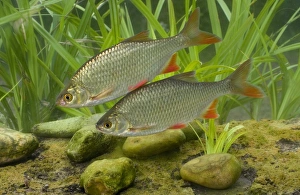 Common Rudd (Scardinius erythrophthalmus) two adults, swimming, England, july (captive)