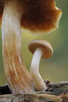 Sheltering Prints: Common Rustgill (Gymnopilus penetrans) fruiting bodies