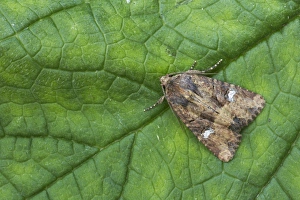 Noctuids Prints: Common Rustic (Mesapamea secalis) adult, resting on leaf, Essex, England
