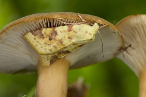 Common Sallow (Xanthia icteritia) adult, resting on fungi, Powys, Wales, September