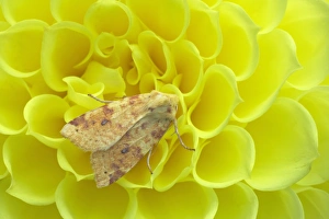 Yellow Prints: Common Sallow (Xanthia icteritia) adult, resting on yellow dahlia flower, Essex, England