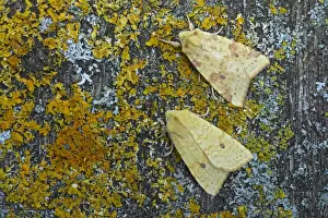 Lichen Prints: Common Sallow (Xanthia icteritia) normal (upper) and flavescens (lower) forms