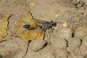 Nest Prints: Common Sand Wasp (Ammophila sabulosa) adult female