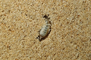 Sandy Prints: Common Sandhopper (Talitrus saltator) adult, burrowing in sand (captive)