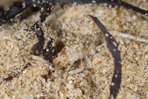 Common Sandhopper Talitrus saltator adult, on beach strandline, Gower Peninsula, Glamorgan, South Wales, August