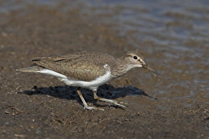 Iberia Prints: Common Sandpiper (Actitis hypoleucos) adult, breeding plumage, foraging on mud, Spain, May