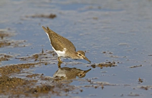 Sandpiper Prints: Common Sandpiper (Actitis hypoleucos) adult, feeding in shallow water, Spain, may