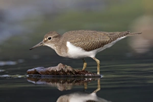 Common Sandpiper (Actitis hypoleucos) adult, walking in shallow water, Hong Kong, China, October