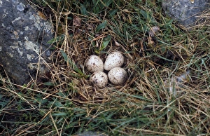 Sandpiper Prints: Common Sandpiper (Actitis hypoleucos) four eggs in nest