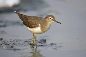 South China Sea Prints: Common Sandpiper (Actitis hypoleucos) juvenile