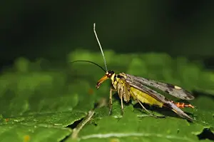 Common Scorpionfly (Panorpa communis) adult female, resting on bracken frond, Southwater Woods, West Sussex, England
