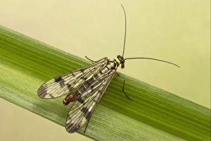 Common Scorpionfly (Panorpa communis) adult male, resting on leaf, Leicestershire, England, june