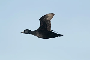 Common Scoter (Melanitta nigra) adult male, in flight, Iceland, June