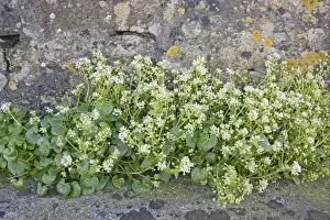 Orkney Prints: Common Scurvy-grass (Cochlearia officinalis) flowering