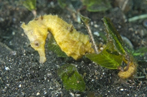 Lembeh Prints: Common Seahorse (Hippocampus taeniopterus) adult