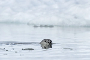 Common Seal (Phoca vitulina) adult, swimming near ice, Westfjords, Iceland, July