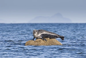 Pinniped Prints: Common Seal (Phoca vitulina) adult