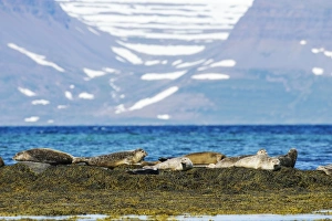 Common Seal (Phoca vitulina) adults, group resting on seaweed covered rocks, Westfjords, Iceland, July