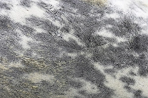 Details Prints: Common Seal (Phoca vitulina) pup