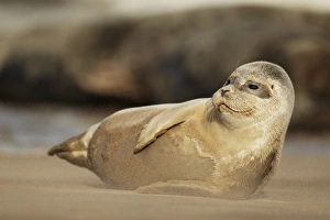 Common Seal (Phoca vitulina) pup, resting on sandbank, with Grey Seal (Halichoerus grypus) in background, Lincolnshire