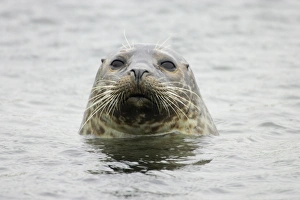 Pinniped Prints: Common Seal (Phoca vitulina vitulina) adult