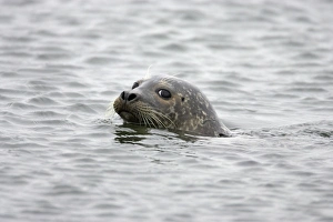 Common Seal (Phoca vitulina vitulina) adult, swimming at sea, Yell, Shetland Islands, Scotland