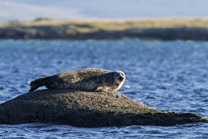 Spotted Prints: Common Seal resting on rock, isle of Jura, Scotland