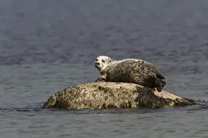 Common Seal resting on rock as the tide goes out - Jura Scotland