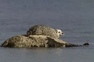 Common Seal resting on rock as the tide goes out - Jura Scotland