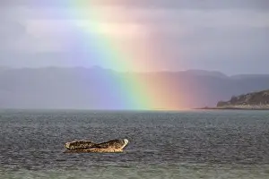 Seal Prints: Common Seal resting on rock as the tide goes out with rainbow over the Sound of Jura- Scotland