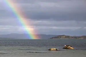 Common Seal resting on rock as the tide goes out with rainbow over the Sound of Jura- Scotland