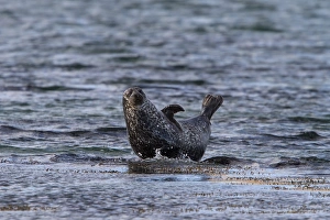 Seal Prints: Common Seal resting on a submerged rock. Isle of Jura Scotland