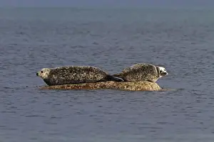 Seal Prints: Common Seals resting on rock as the tide goes out - Jura Scotland