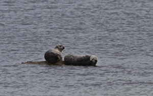 Seals Prints: Common Seals on rocks, isle of Jura Scotland