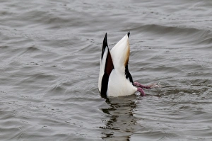 Wildfowl Prints: Common Shelduck (Tadorna tadorna) adult