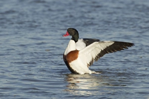 Bathing Prints: Common Shelduck (Tadorna tadorna) adult female