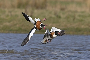 Aggression Prints: Common Shelduck (Tadorna tadorna) two adult females