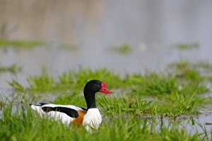 Common Shelduck (Tadorna tadorna) adult male, swimming at edge of water, Italy, march