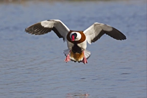 Common Shelduck (Tadorna tadorna) adult male, in flight, landing on water, Slimbridge, Gloucestershire, England, february