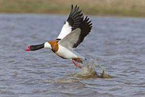 Common Shelduck (Tadorna tadorna) adult male, in flight, taking off from water, Suffolk, England, April
